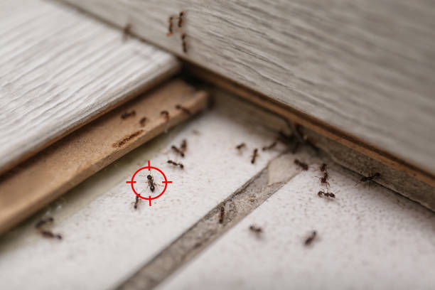 Best Residential Pest Control  in Otsego, MI