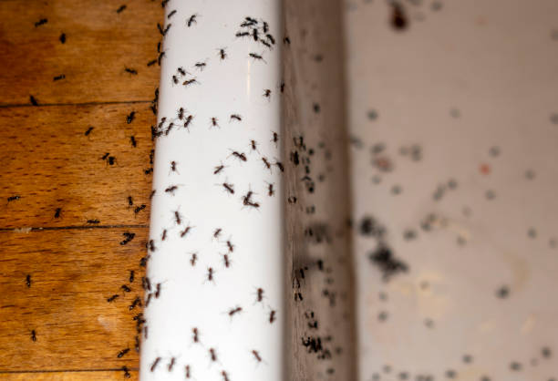 Best Commercial Pest Control Services  in Otsego, MI