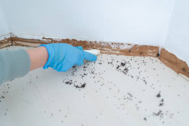 Best Bed Bug Extermination  in Otsego, MI